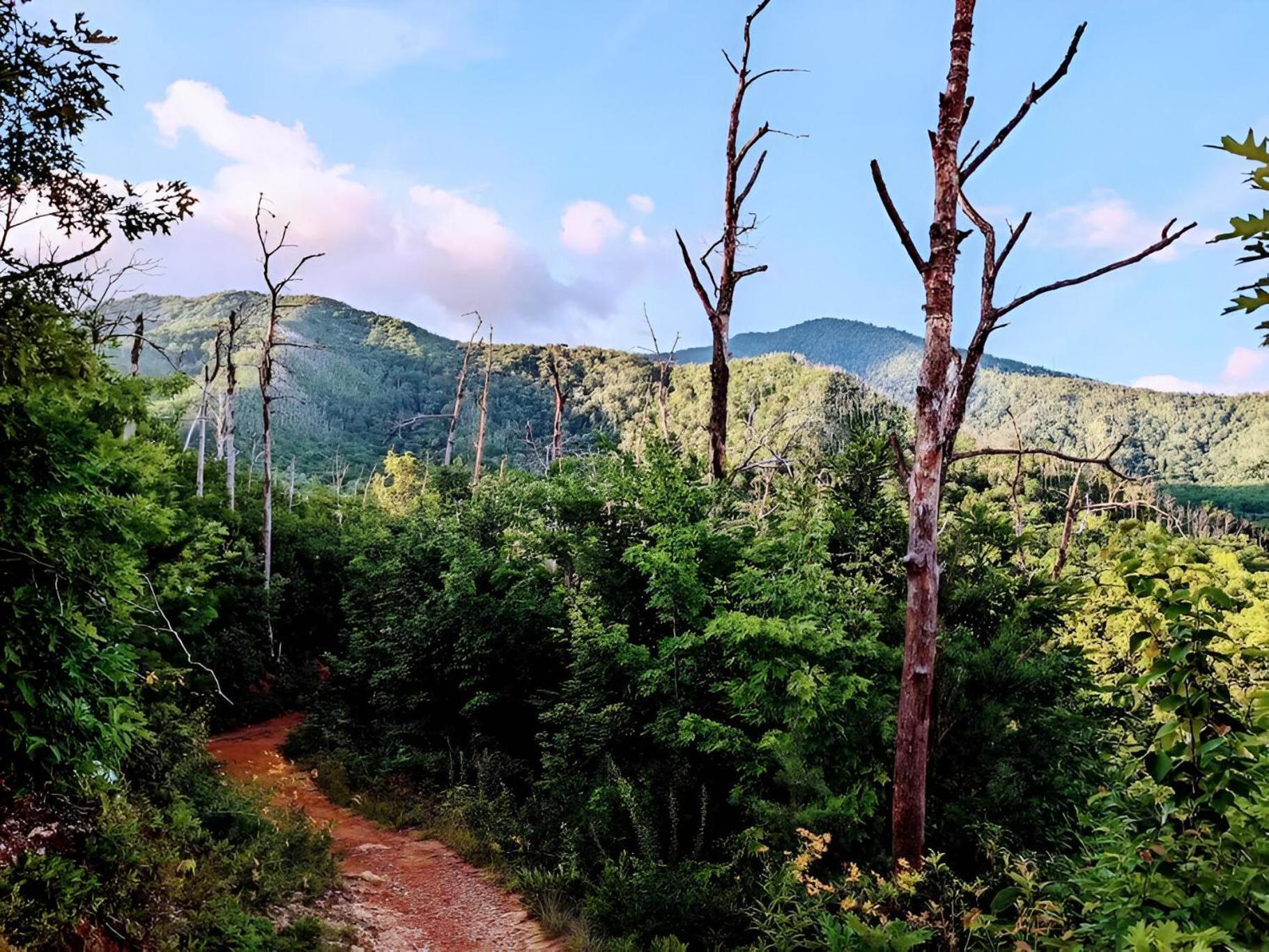 Prime Mountain Cabin - Near Galinburg Downtown Gatlinburg Bagian luar foto